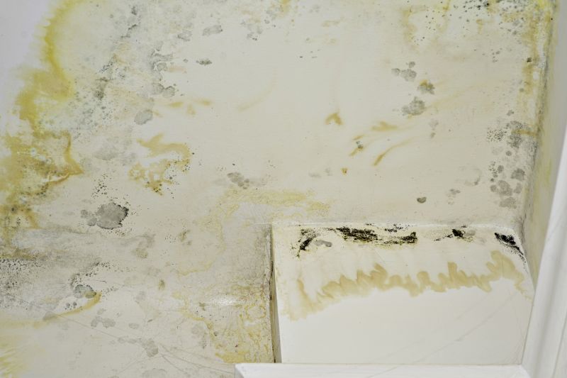 Attic Mold Removal in Broward County, FL
