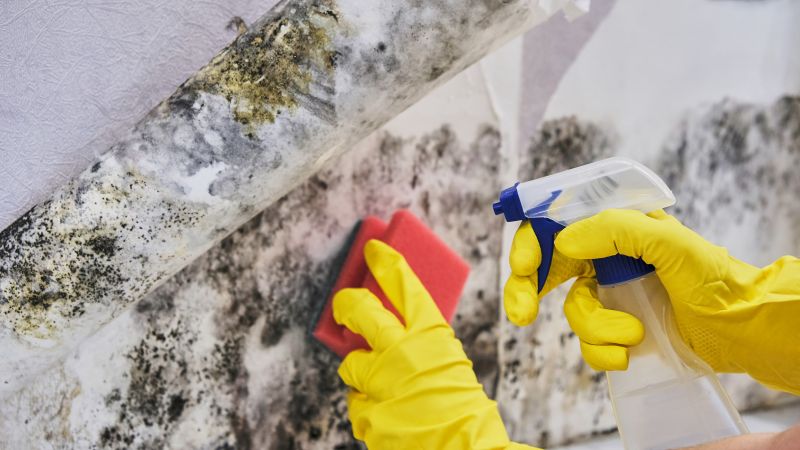 Black Mold Remediation in Essex County, NJ