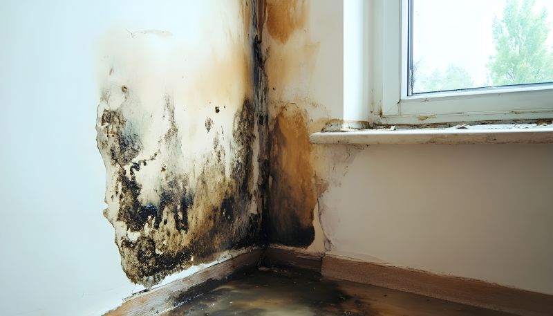 Garage Mold Remediation in Frisco, TX